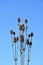 Cattails against blue sky