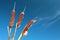 Cattails against blue sky background