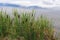 Cattails along a pond.