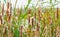 Cattails along the shore of a lake in sunlight