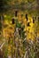 Cattails backed by golden fall leaves reflected in small pond