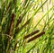 Cattails in bright sunlight on a sunny summer day