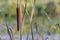 Cattails/bulrush beside river. It has another vivid name: corn dog grass