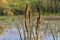 Cattails/bulrush beside river. It has another vivid name: corn dog grass