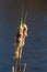 Cattails bulrush Typha latifolia beside river. Closeup of blooming cattails during early spring snowy background. Flowers and seed