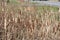 Cattails in Ditch (Typha)