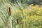 Cattails in Ditch (Typha)