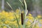 Cattails in Ditch Typha