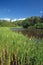 Cattails at edge of pond