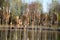 Cattails Flora On a Natural Lake Outdoor North America Landscape Canada Wildlife Background