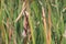 Cattails flowering in a swamp during fall season