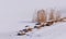 Cattails on a frozen lake