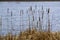 Cattails in Great Meadows National Wildlife Refuge, Concord, Mas