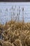 Cattails in Great Meadows National Wildlife Refuge, Concord, Mas