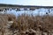 Cattails growing along edge of marsh hiking trail at Copeland Forest