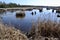 Cattails growing along edge of marsh hiking trail at Copeland Forest