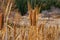 Cattails in the late autumn with focus on foreground but many growing around -dormant walnut trees and evergreens blurred in