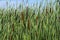 Cattails in a Marsh #2