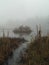 Cattails in misty marsh