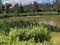 Cattails on a Murky Pond