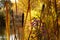 Cattails Paint Rustic Autumn Scene