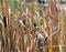 Cattails Beside Pond