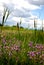 cattails and purple flowers growing wild