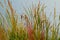 Cattails Reeds Grasses Boise Cascade Lake