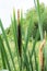 Cattails or reeds grow in swampy places