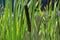 Cattails and reeds in isolated green background