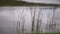 Cattails and Reeds in the lake in the cloudy day