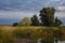 Cattails With Reflection in Pond Along the Yampa River