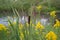 Cattails Seed Head Goldenrods Wildflowers Near Water