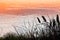 Cattails Silhouette Sunset Lake Lens Flare Red Yellow Grass