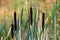 Cattails in soft evening light