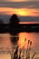 Cattails at Sunset