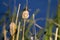 Cattails, Typha