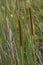 Cattails, Typha angustifolia