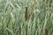 Cattails Typha latifolia in marsh