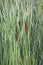 Cattails Typha latifolia in marsh