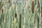 Cattails Typha latifolia in marsh