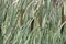 Cattails Typha latifolia in marsh