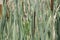 Cattails Typha latifolia in marsh