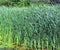 Cattails are upright perennial plants that emerge from creeping rhizomes.