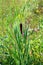 Cattails are upright perennial plants that emerge from creeping rhizomes