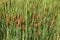 Cattails are upright perennial plants that emerge from creeping rhizomes.