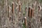 Cattails at varied focus points in field of reeds