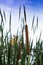 Cattails vegetation with blue sky