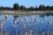 Cattails at the Water\'s Edge with Pine Trees
