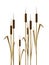 Cattails in water are the subject of this natural background image